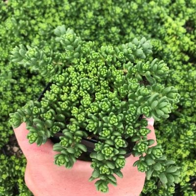 Sedum album 'Athoum' - Stonecrop (3.5" Pot)