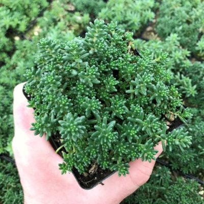 Sedum album 'Black Pearl' - Stonecrop (3.5" Pot)