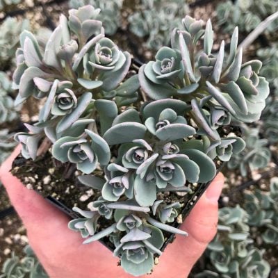 Sedum cauticola 'Cola Cola' - Stonecrop (3.5" Pot)