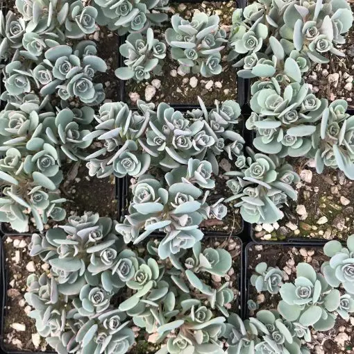Sedum cauticola 'Cola Cola' - Stonecrop (3.5" Pot) | Little Prince of  Oregon Nursery