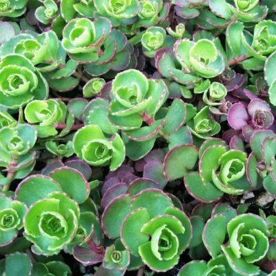 Sedum spurium 'Dragon's Blood' - Stonecrop (3.5" Pot)