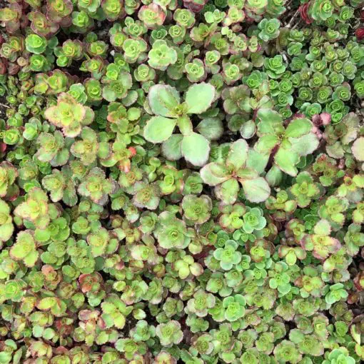 Sedum spurium 'Dragon's Blood' - Stonecrop (3.5