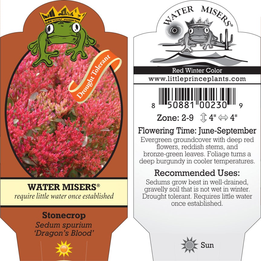 Sedum spurium 'Dragon's Blood' - Stonecrop (3.5" Pot) - Image 3