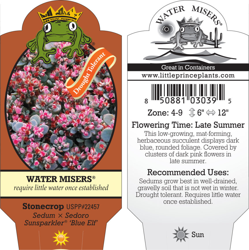 Sedum x Sedoro Sunsparkler® 'Blue Elf' - Stonecrop USPP #27,113 (3.5" Pot) - Image 3