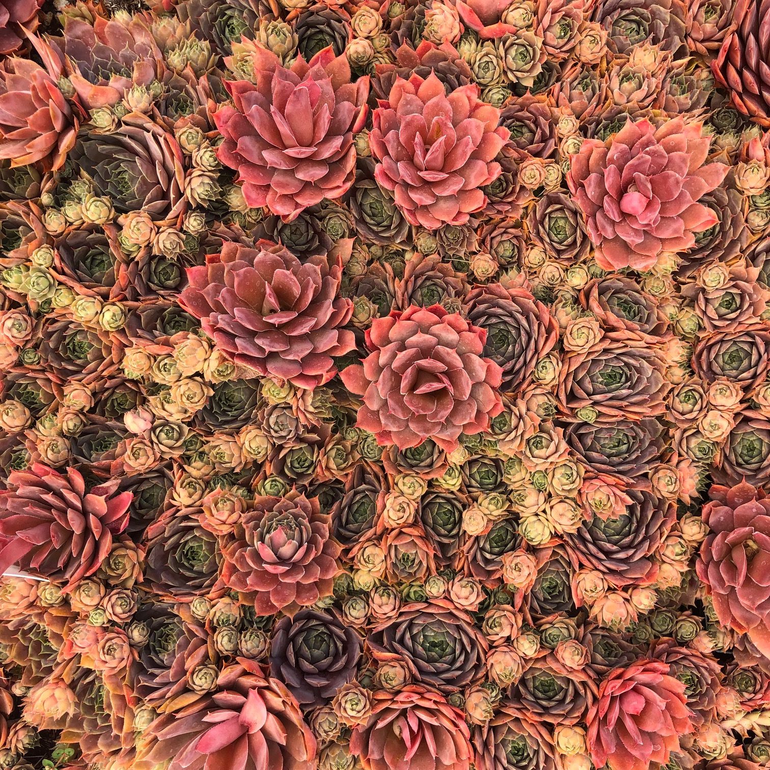 Sempervivum 'Compte de Congae' - Hens & Chicks (3.5" Pot) - Image 9