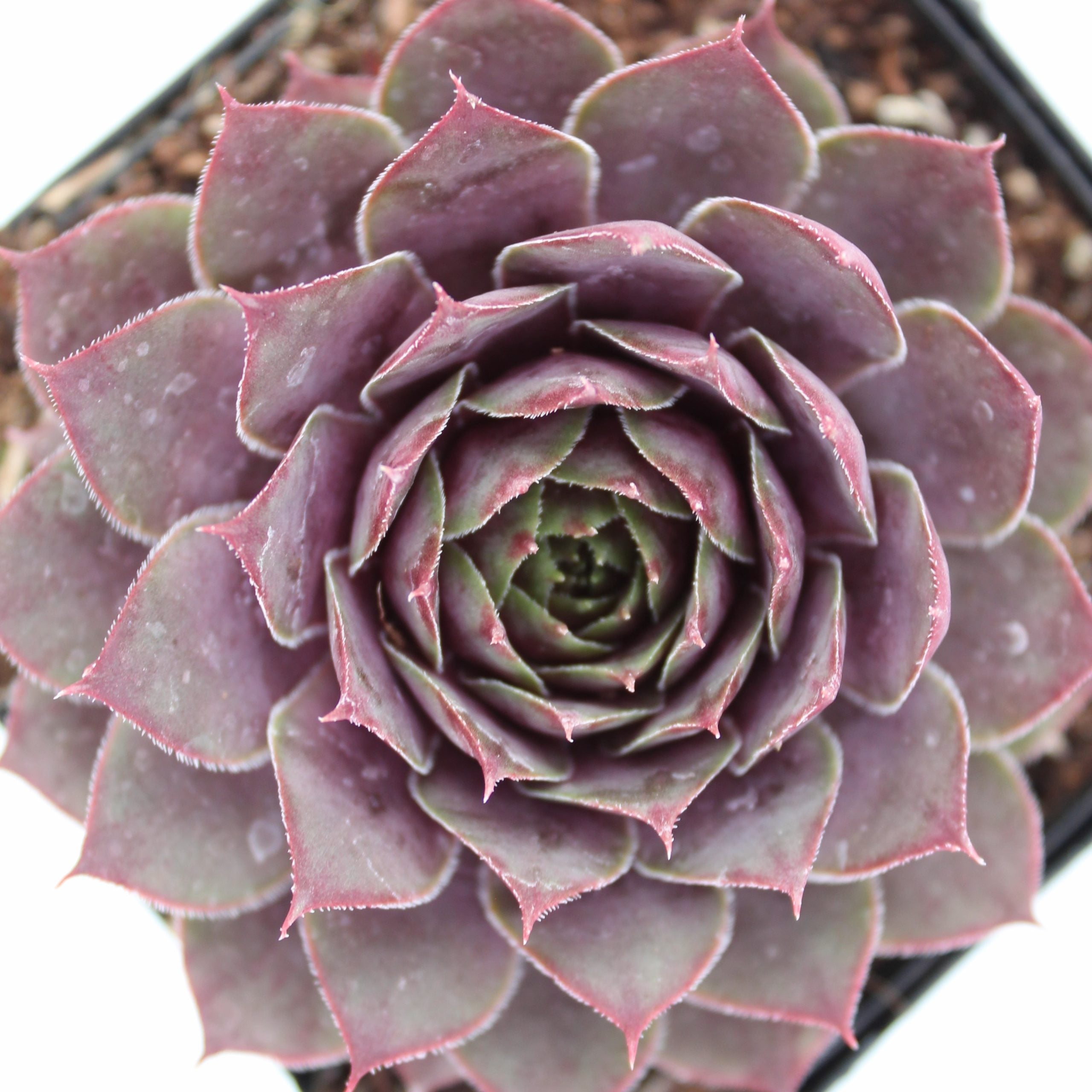 Sempervivum 'Compte de Congae' - Hens & Chicks (3.5" Pot) - Image 6