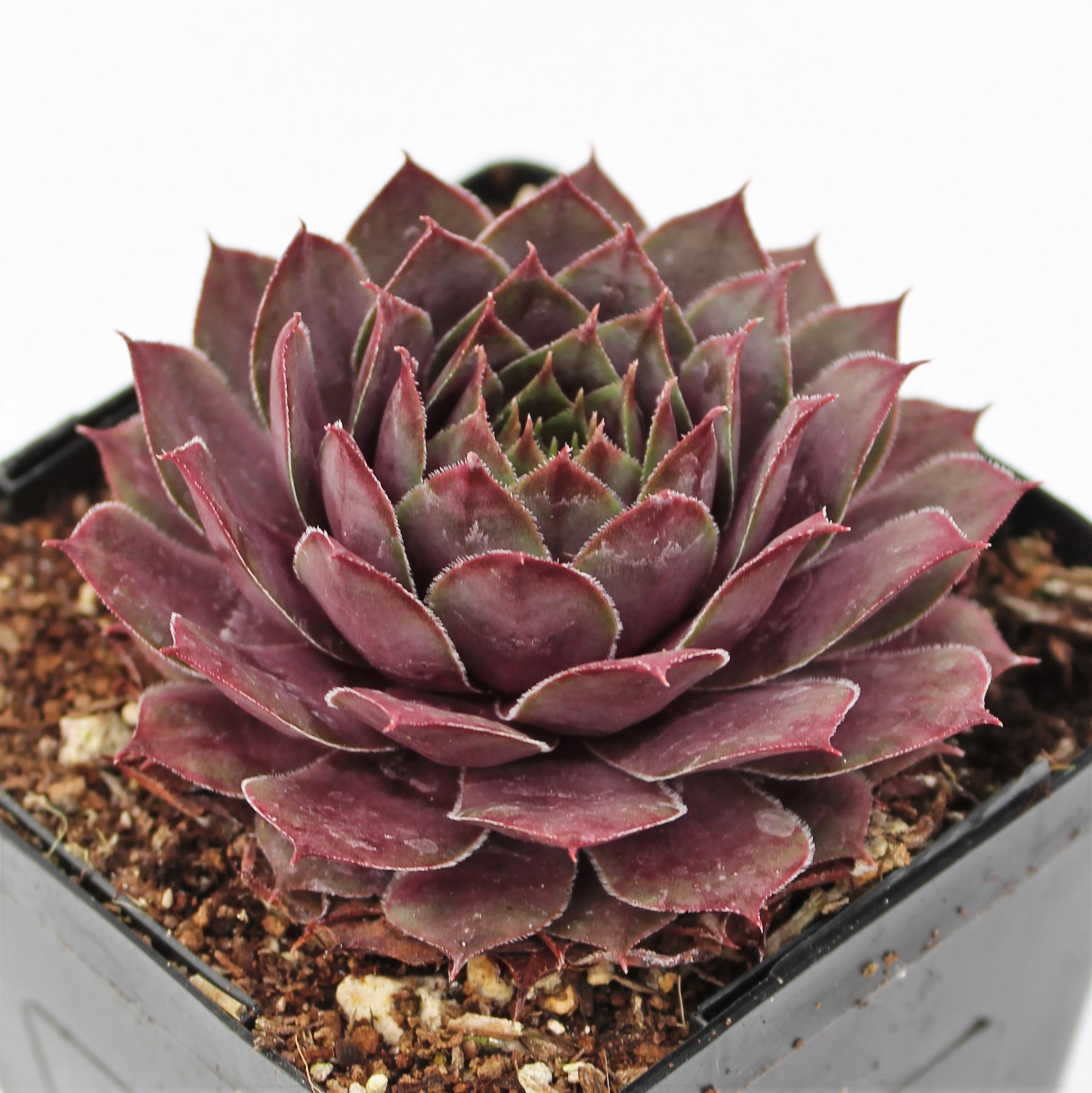 Sempervivum 'Compte de Congae' - Hens & Chicks (3.5" Pot) - Image 7