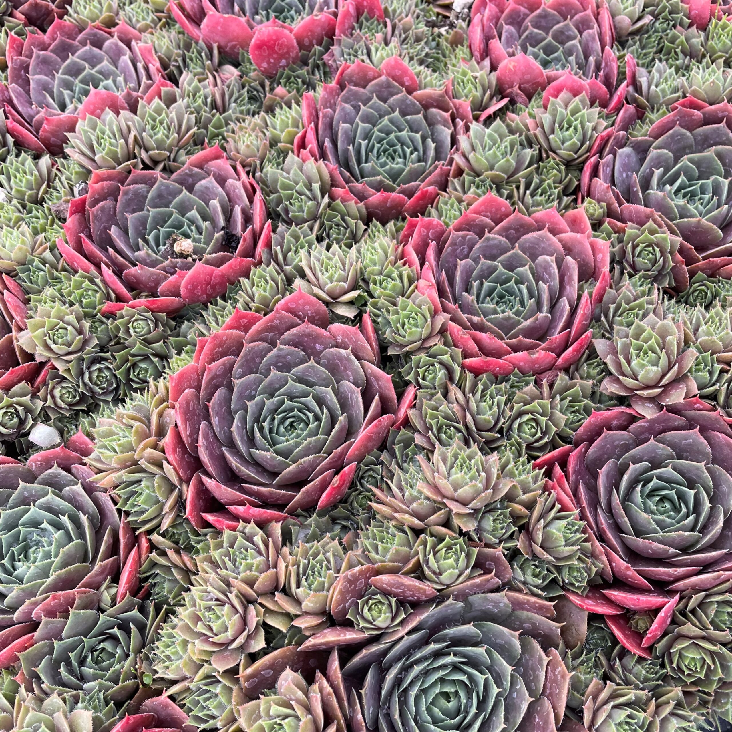 Sempervivum 'Compte de Congae' - Hens & Chicks (3.5" Pot) - Image 4