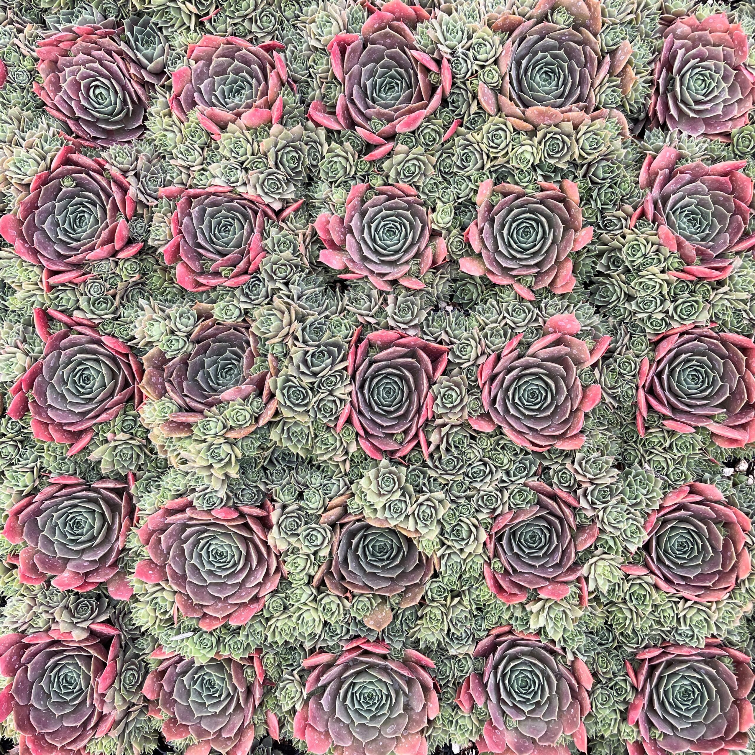 Sempervivum 'Compte de Congae' - Hens & Chicks (3.5" Pot) - Image 10