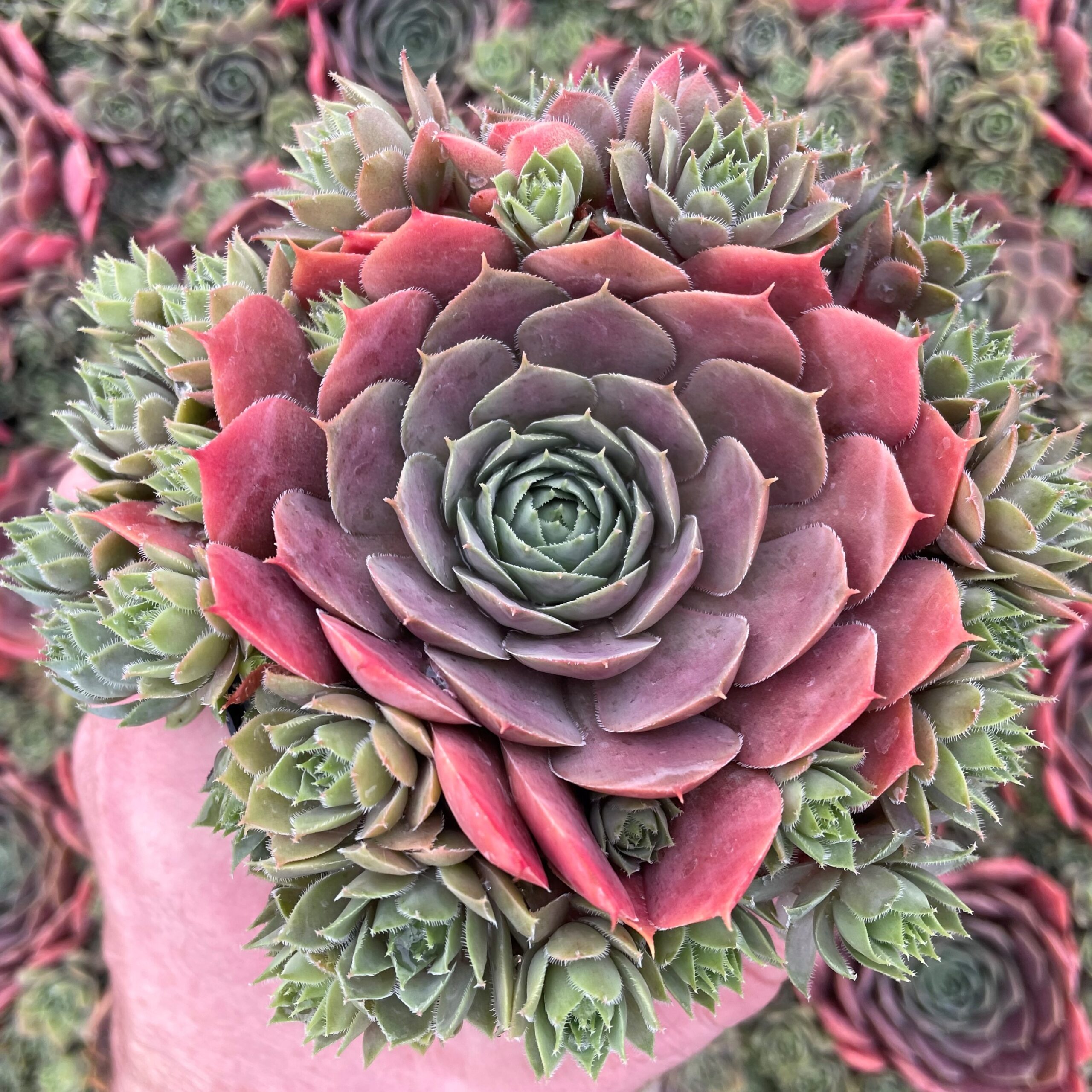 Sempervivum 'Compte de Congae' - Hens & Chicks (3.5" Pot)