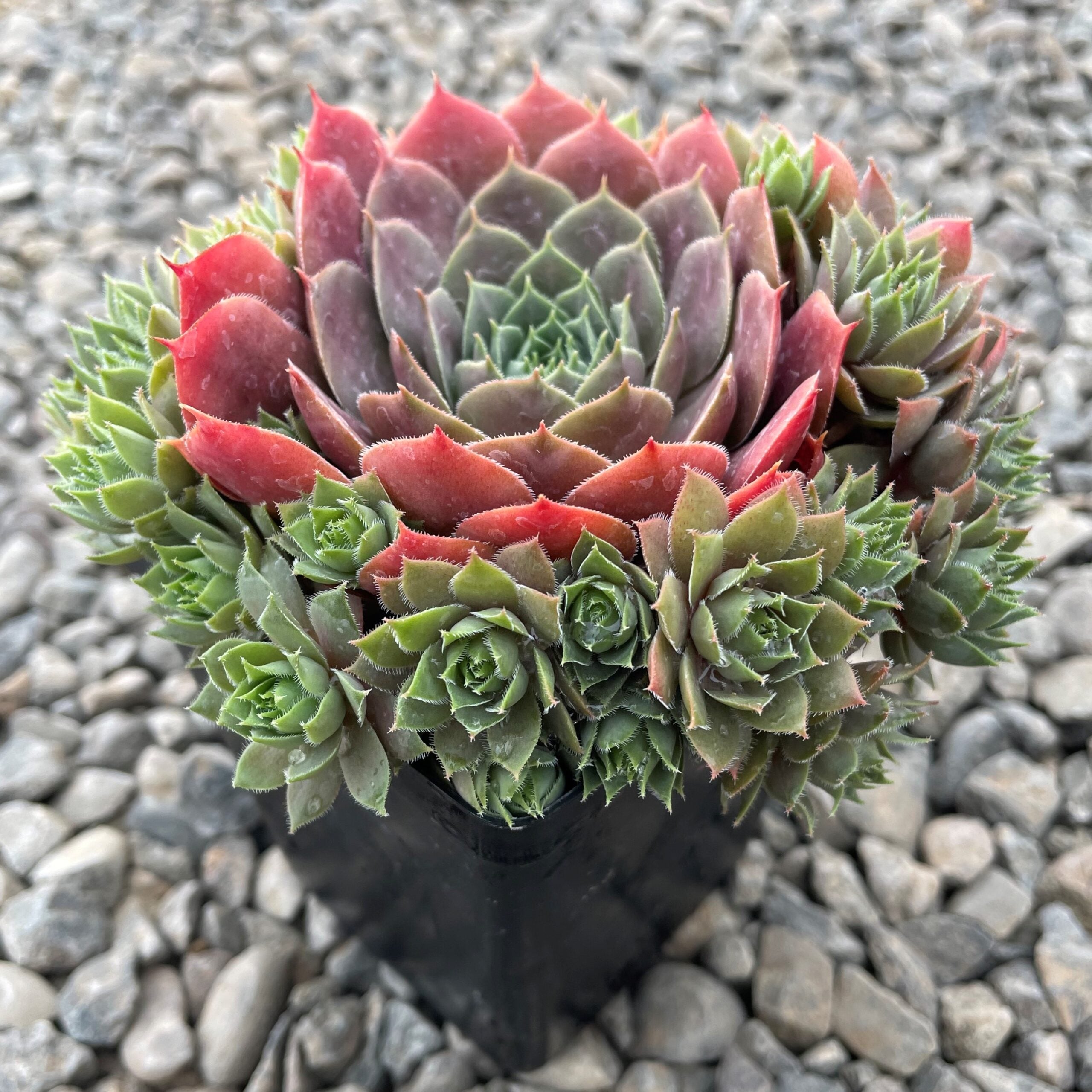 Sempervivum 'Compte de Congae' - Hens & Chicks (3.5" Pot) - Image 3