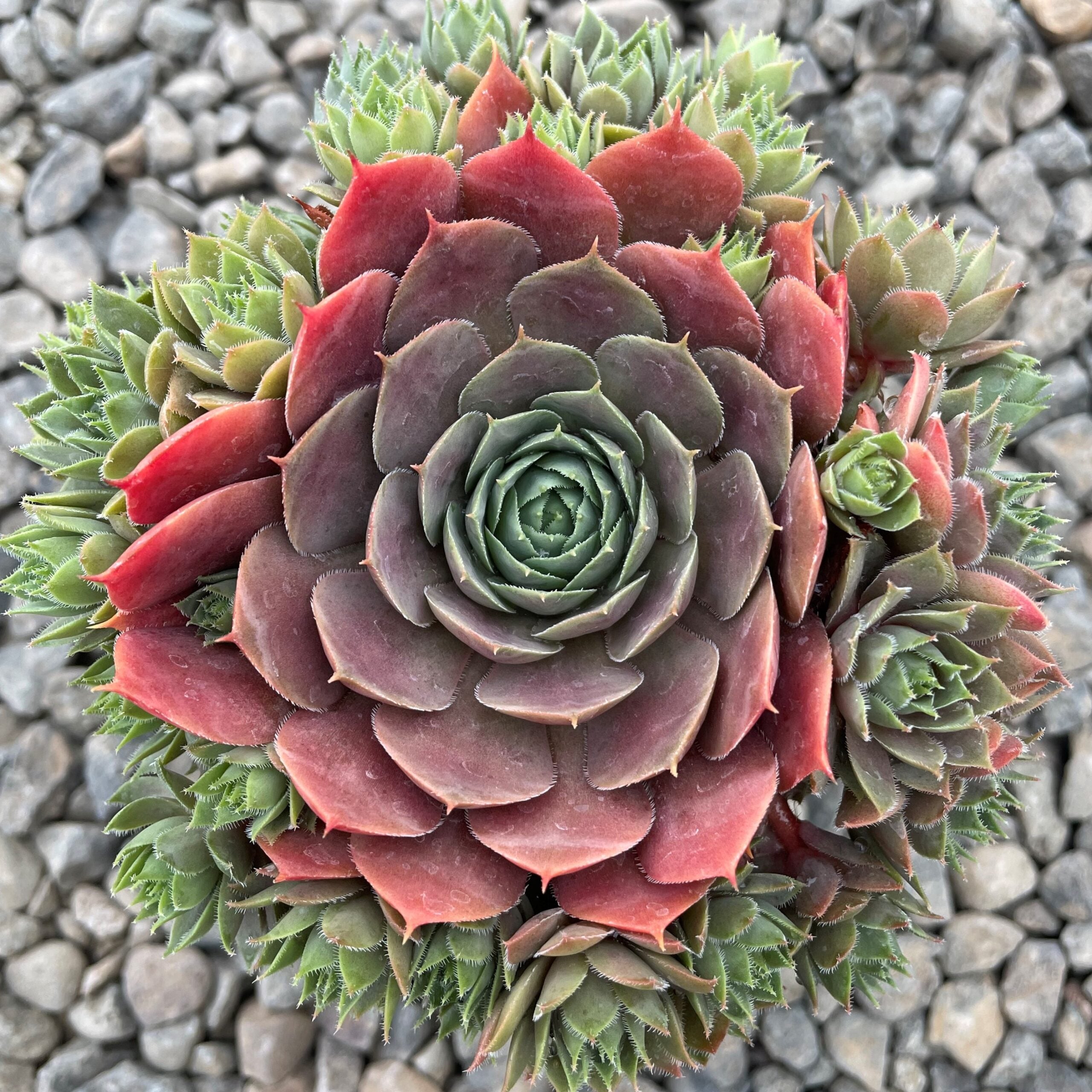 Sempervivum 'Compte de Congae' - Hens & Chicks (3.5" Pot) - Image 2