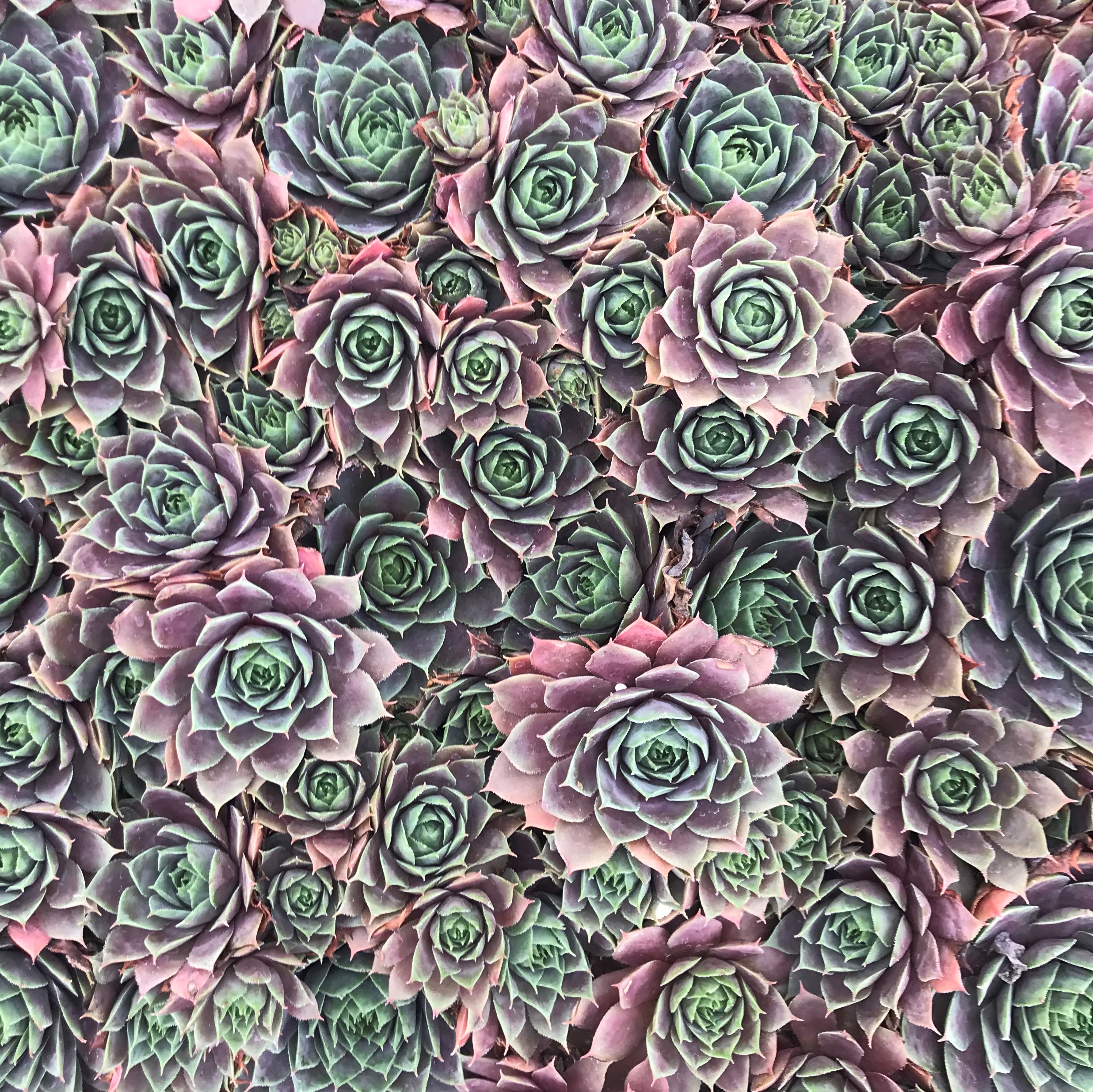 Sempervivum 'Compte de Congae' - Hens & Chicks (3.5" Pot) - Image 8
