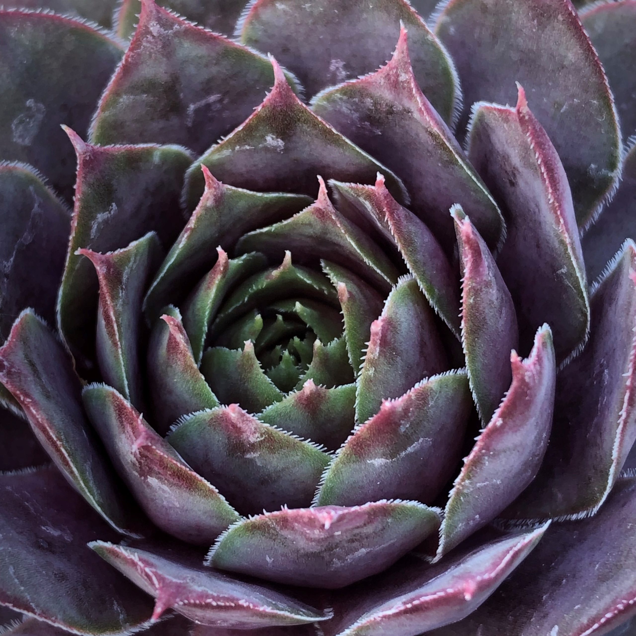 Sempervivum 'Compte de Congae' - Hens & Chicks (3.5" Pot) - Image 5