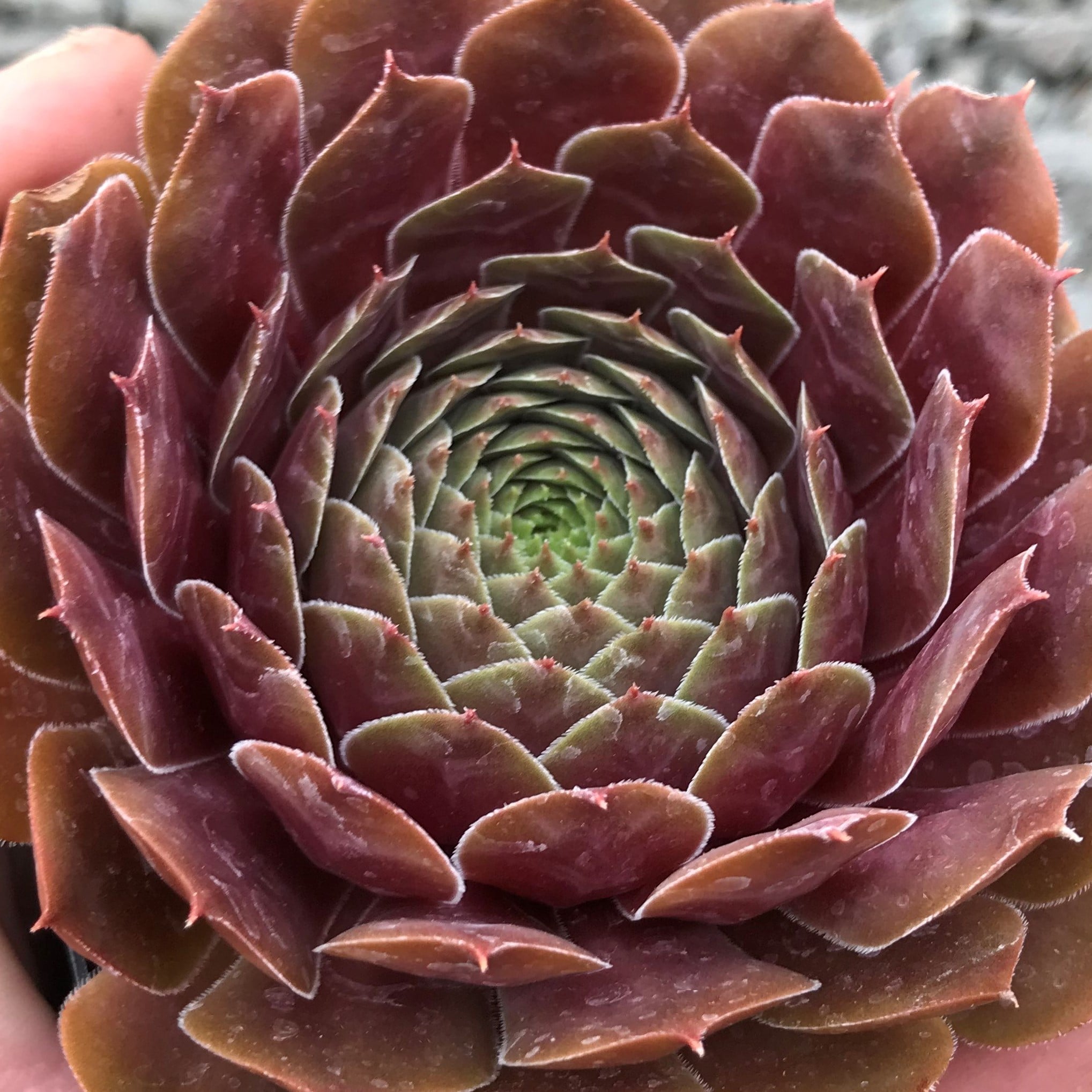 Sempervivum 'Firebird' - Hens & Chicks (3.5" Pot) | Little Prince of Oregon  Nursery