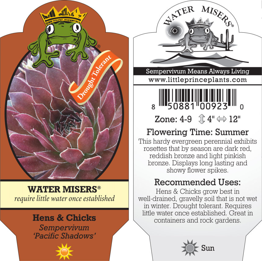 Sempervivum 'Pacific Shadows' - Hens & Chicks (3.5" Pot) - Image 5