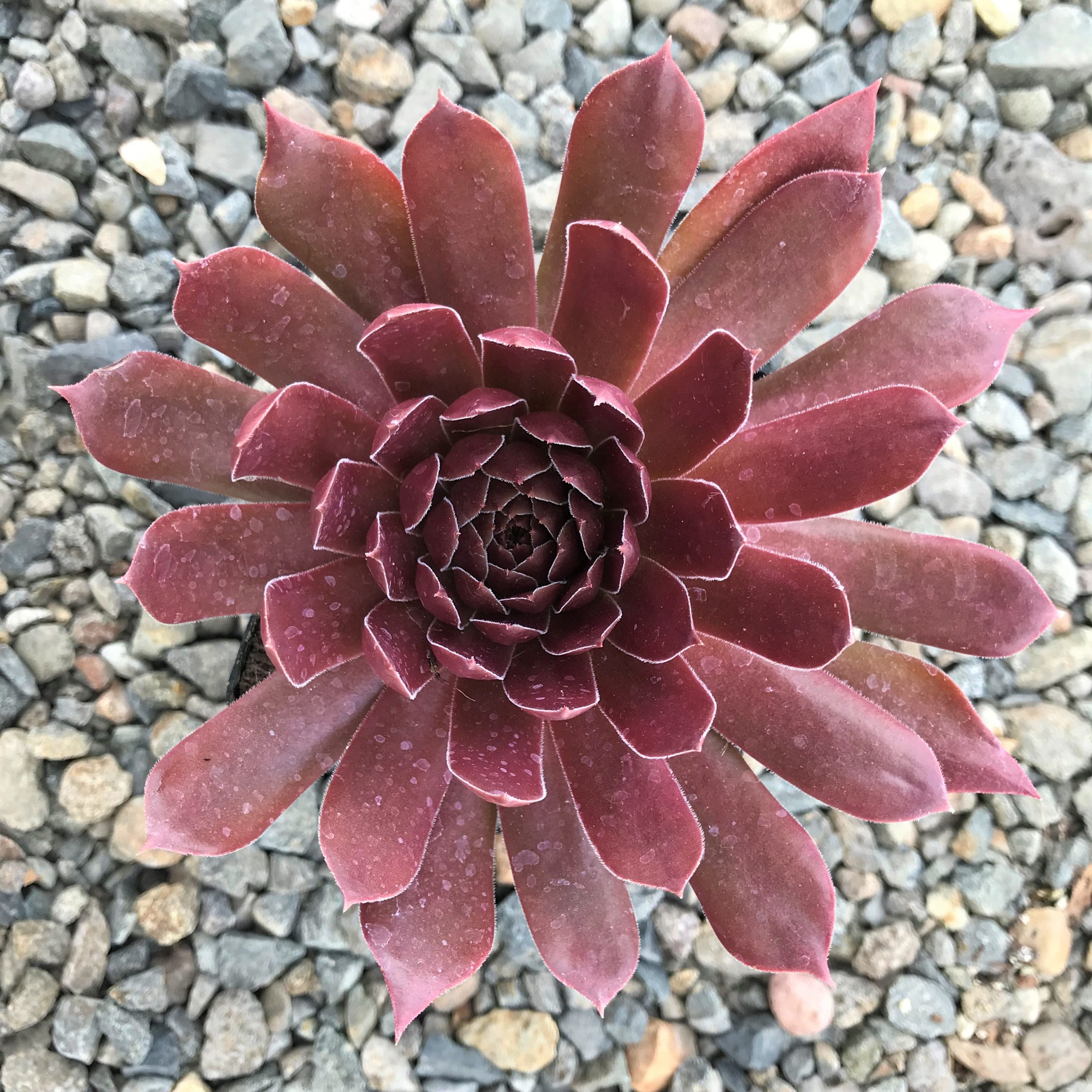Sempervivum 'Pacific Shadows' - Hens & Chicks (3.5" Pot) - Image 2