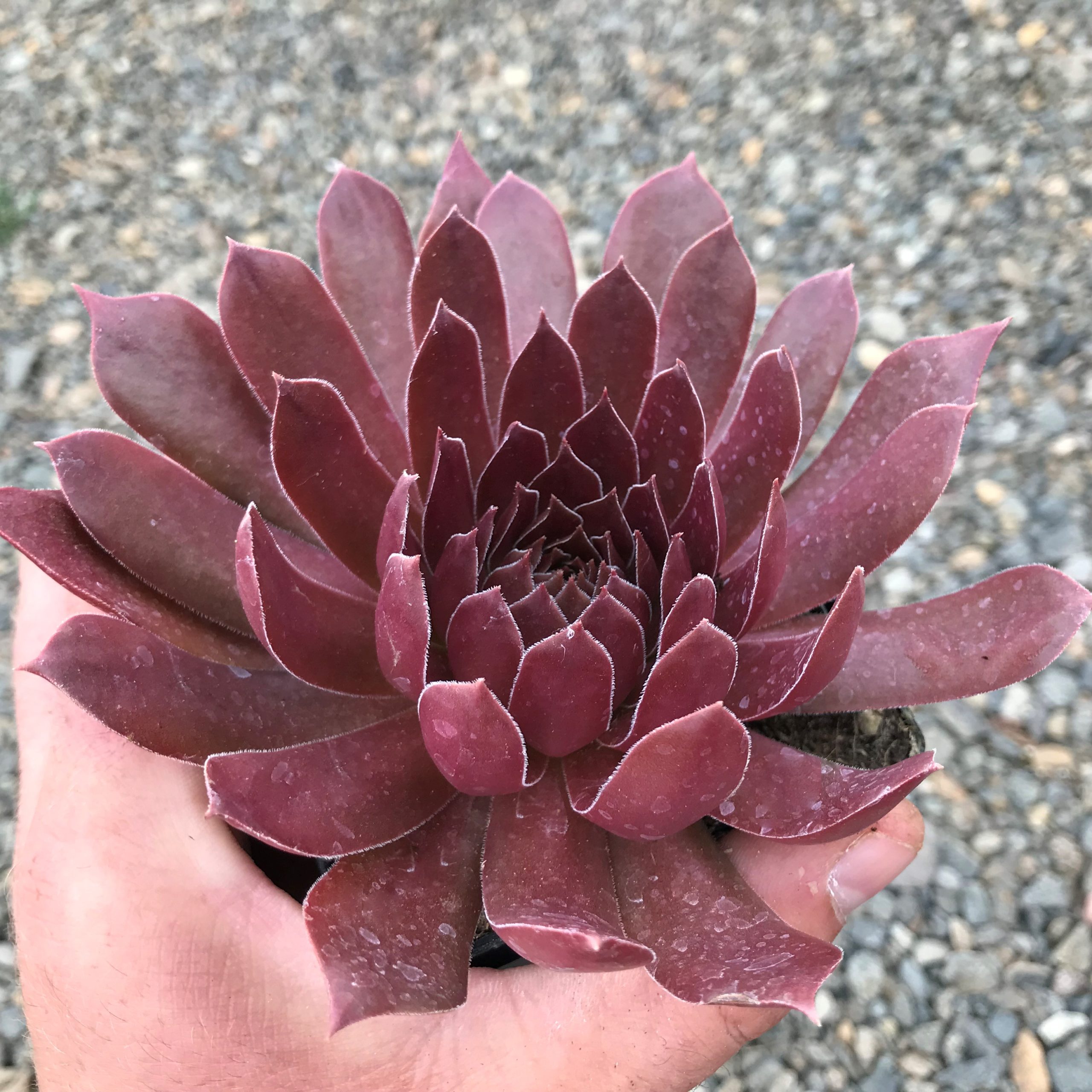 Sempervivum 'Pacific Shadows' - Hens & Chicks (3.5" Pot) - Image 3