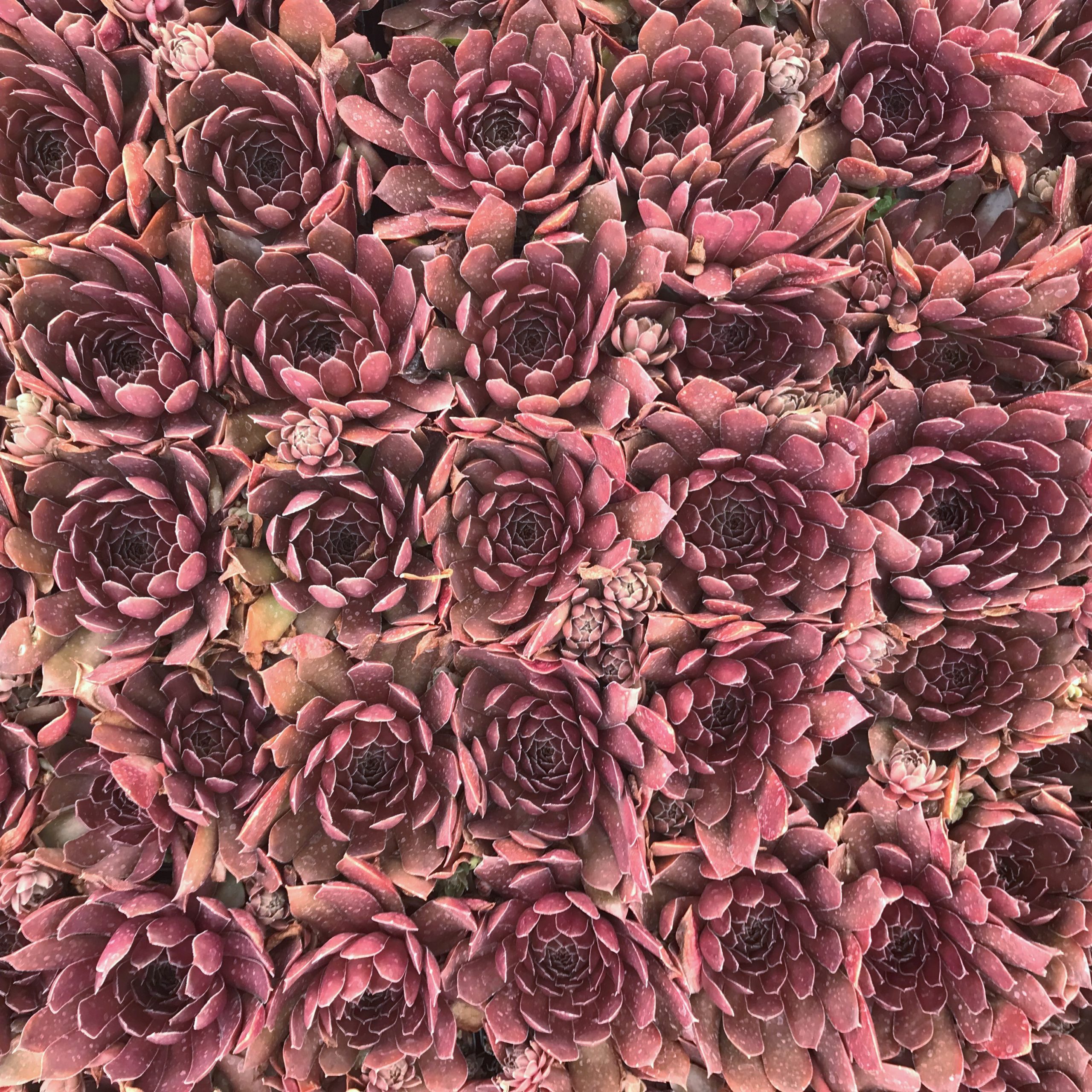 Sempervivum 'Pacific Shadows' - Hens & Chicks (3.5" Pot) - Image 4