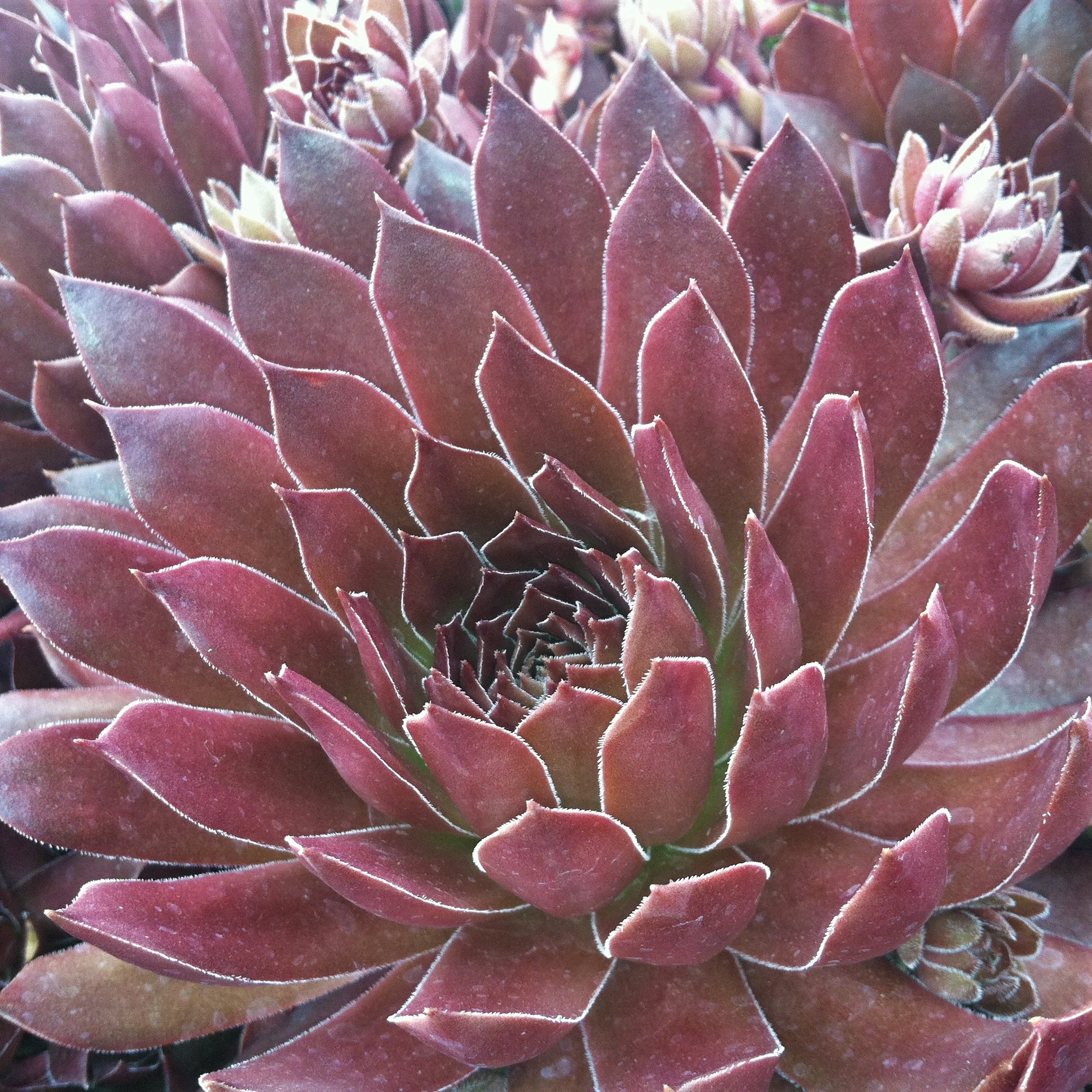 Sempervivum 'Pacific Shadows' - Hens & Chicks (3.5" Pot)