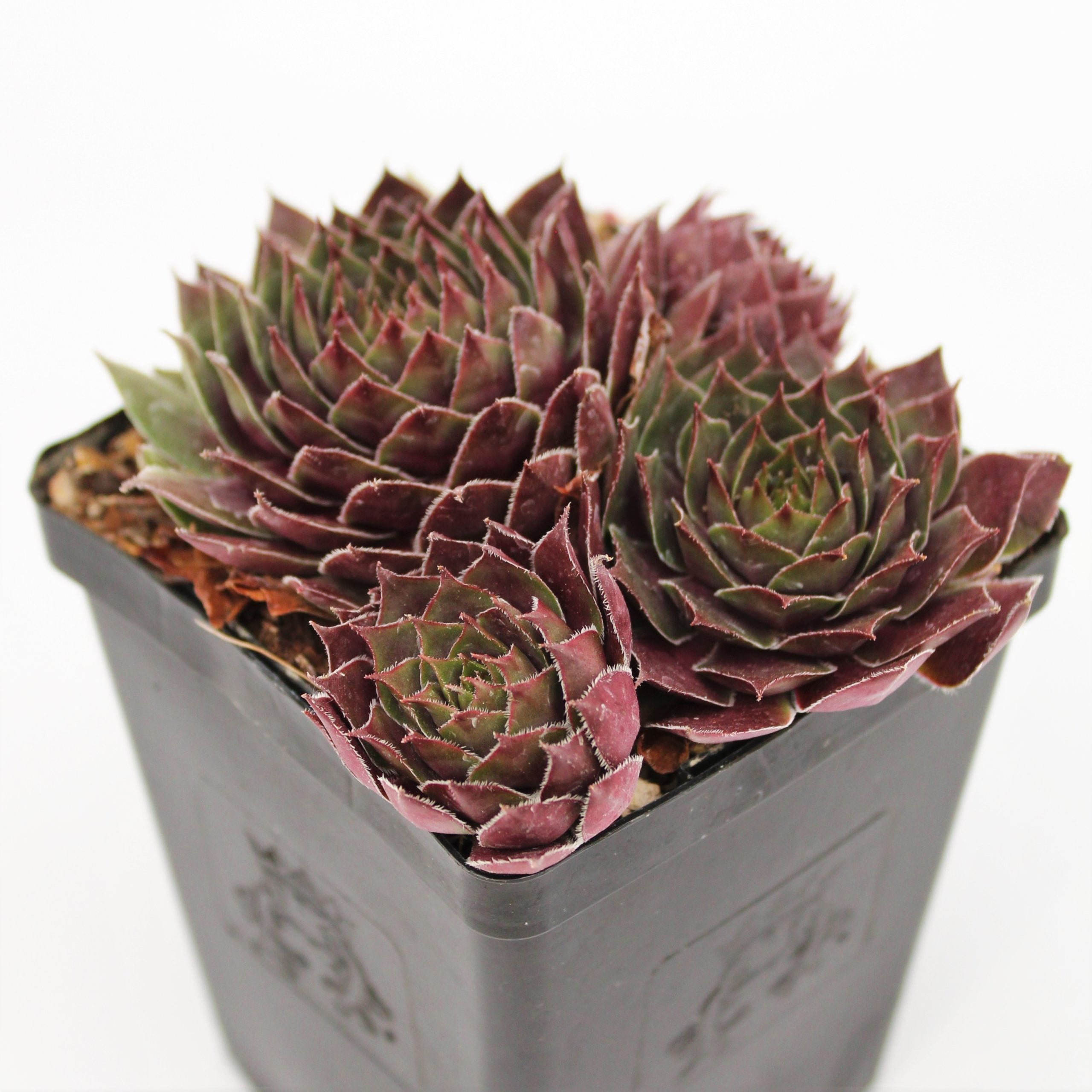 Sempervivum 'Sanford' - Hens & Chicks (3.5" Pot) - Image 4