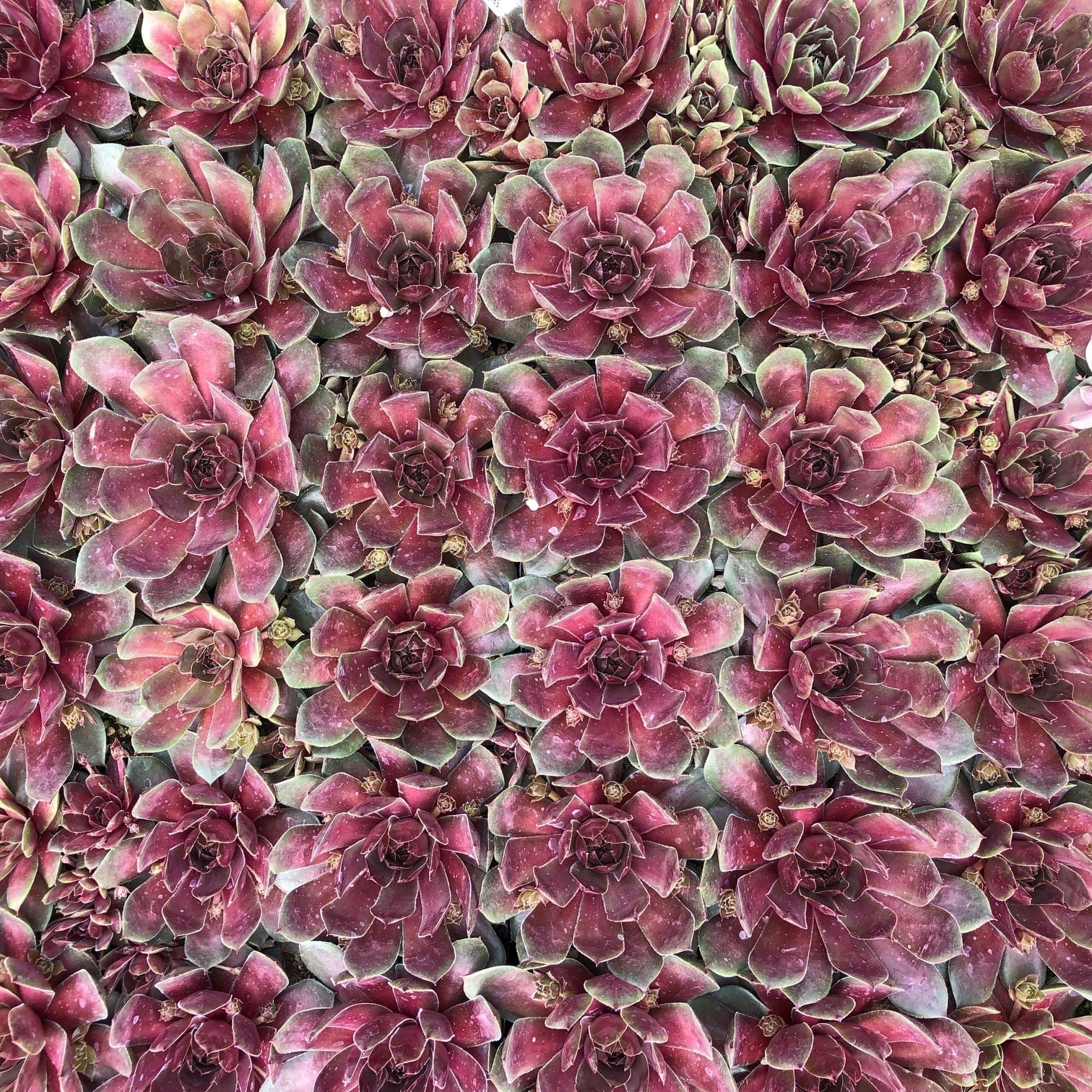 Sempervivum 'Sanford' - Hens & Chicks (3.5" Pot) - Image 6