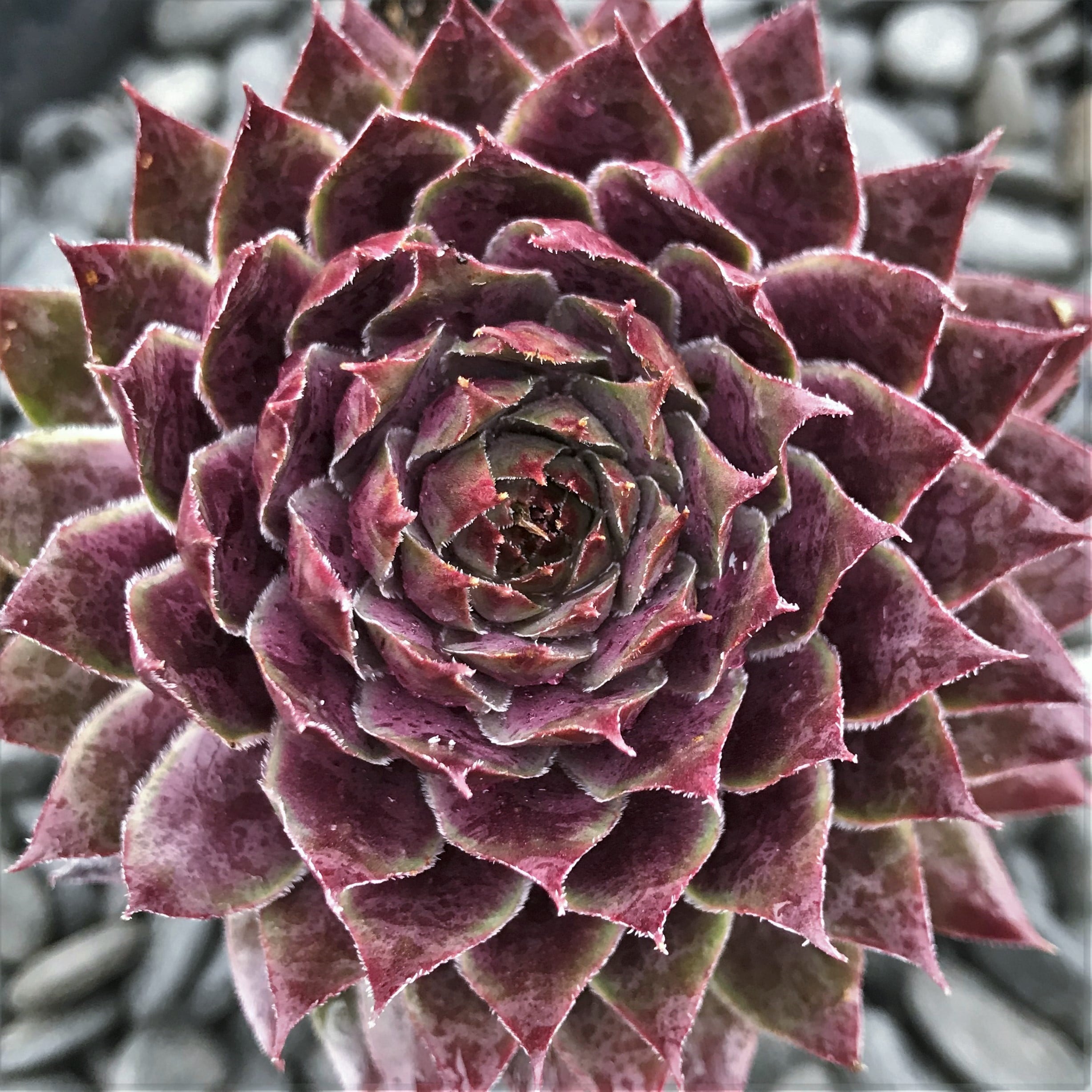 Sempervivum 'Sanford' - Hens & Chicks (3.5" Pot) - Image 2