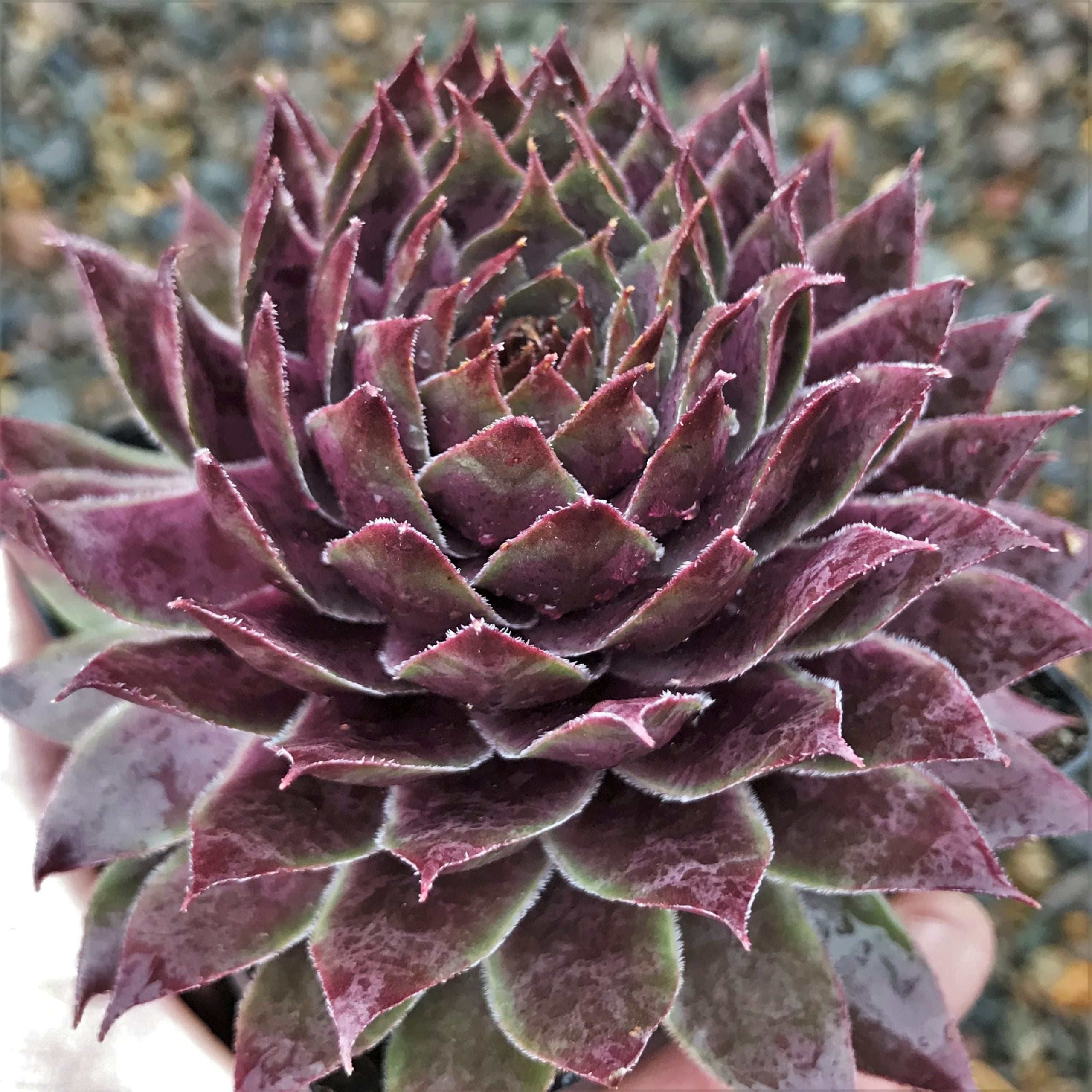 Sempervivum 'Sanford' - Hens & Chicks (3.5" Pot)