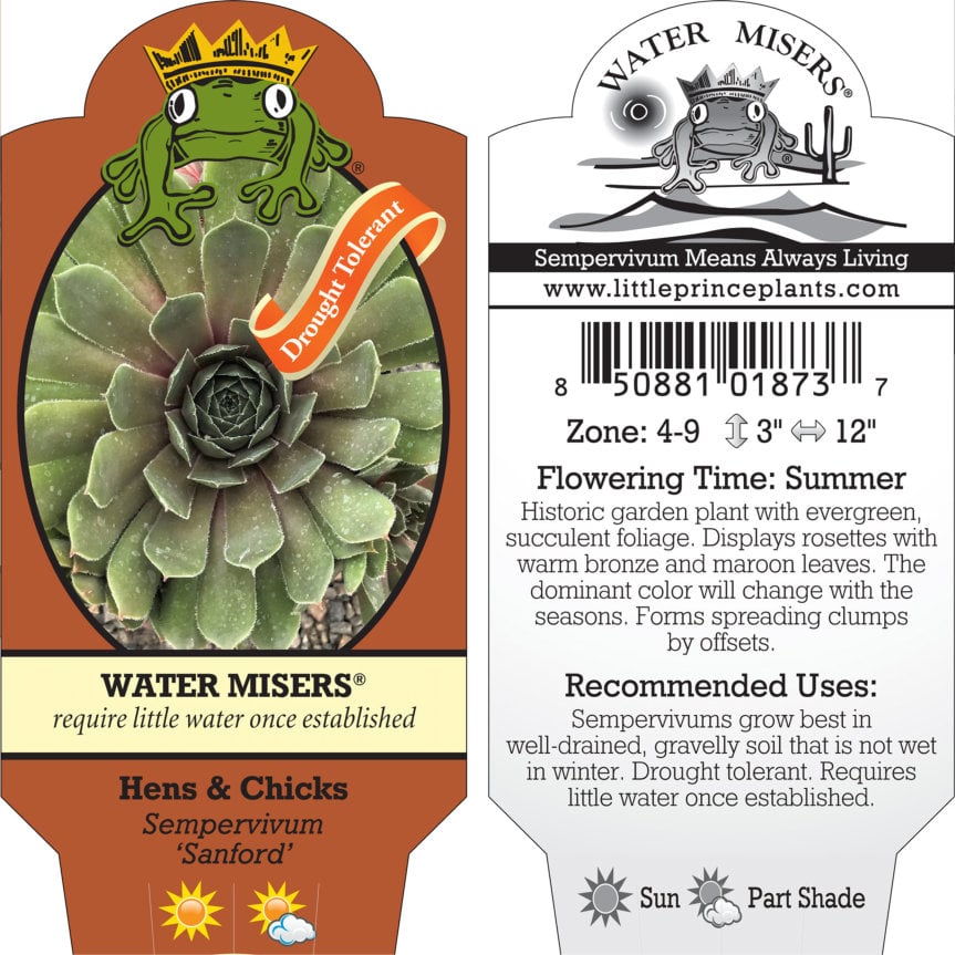 Sempervivum 'Sanford' - Hens & Chicks (3.5" Pot) - Image 7