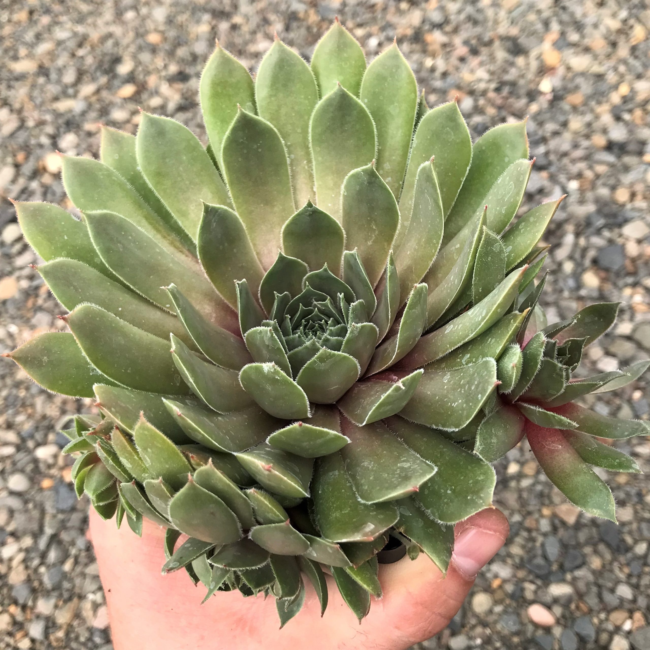 Sempervivum 'Sanford' - Hens & Chicks (3.5" Pot) - Image 3