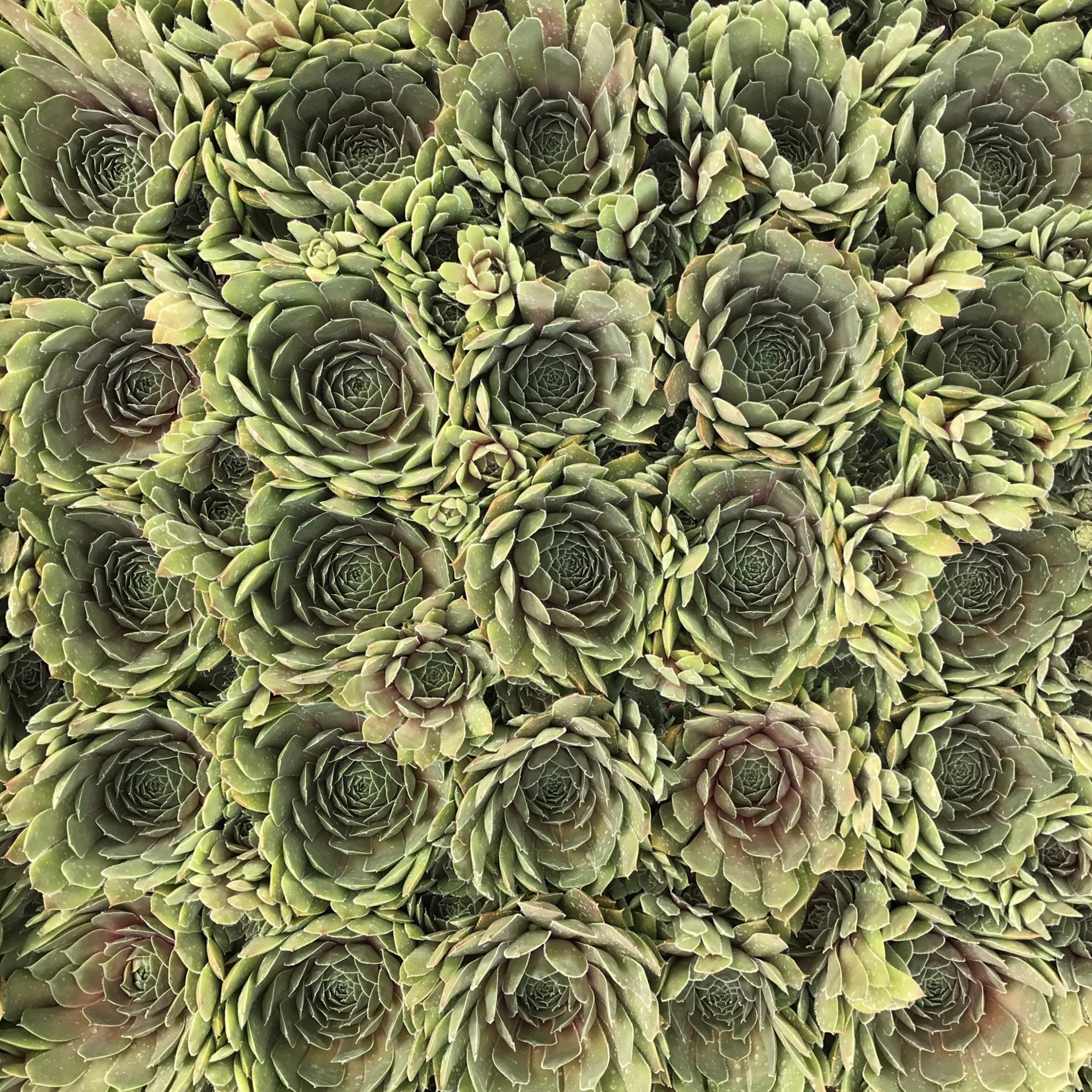 Sempervivum 'Sanford' - Hens & Chicks (3.5" Pot) - Image 5
