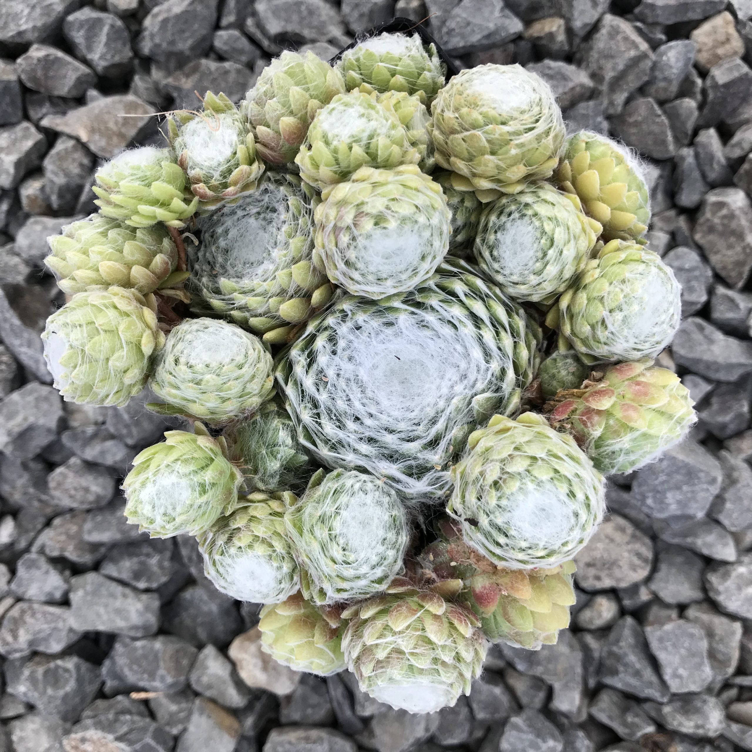 Sempervivum arachnoideum 'Forest Frost' - Hens & Chicks (3.5" Pot) - Image 3