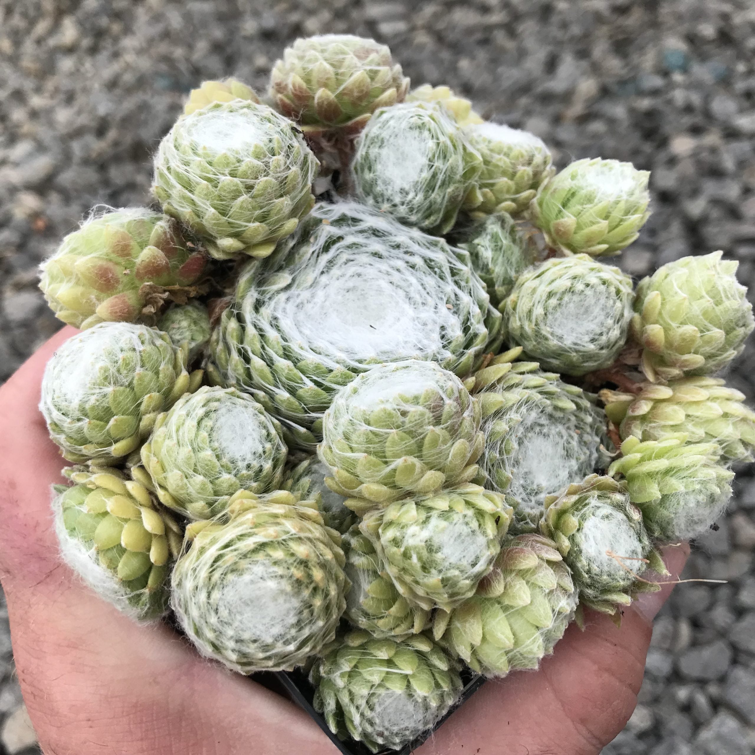 Sempervivum arachnoideum 'Forest Frost' - Hens & Chicks (3.5" Pot)