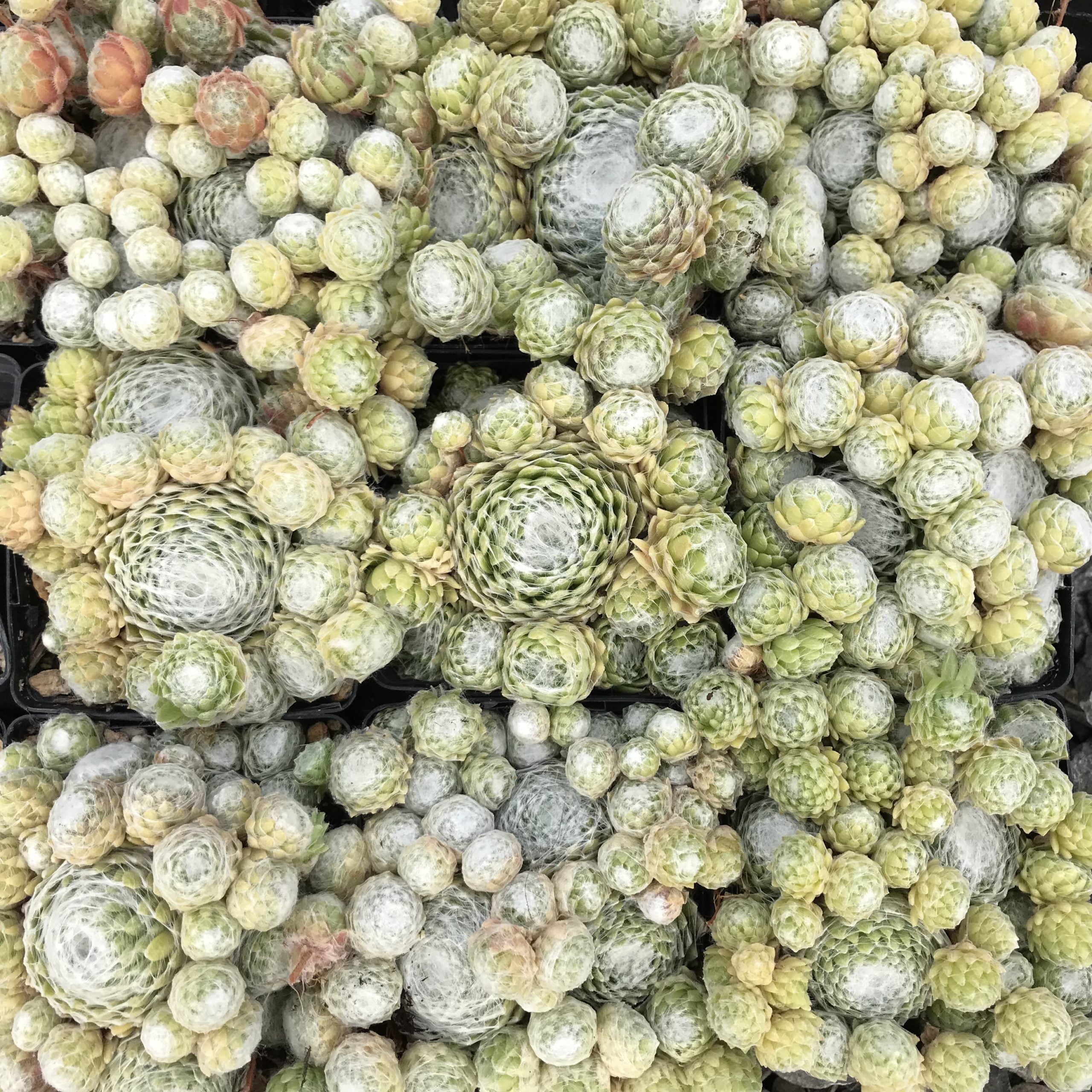 Sempervivum arachnoideum 'Forest Frost' - Hens & Chicks (3.5" Pot) - Image 4