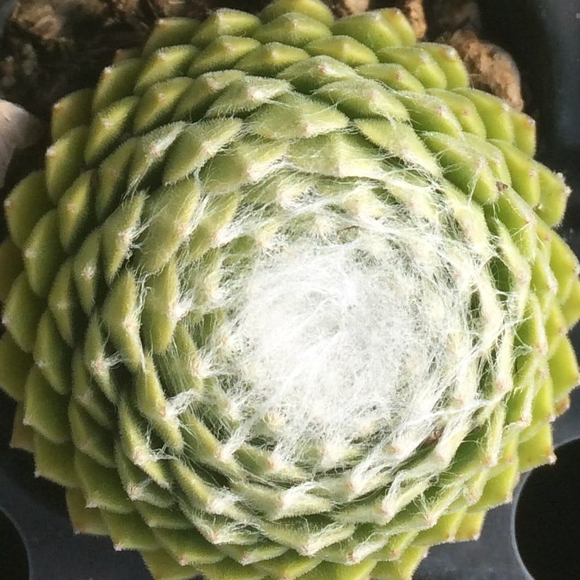 Sempervivum arachnoideum 'Forest Frost' - Hens & Chicks (3.5" Pot) - Image 2