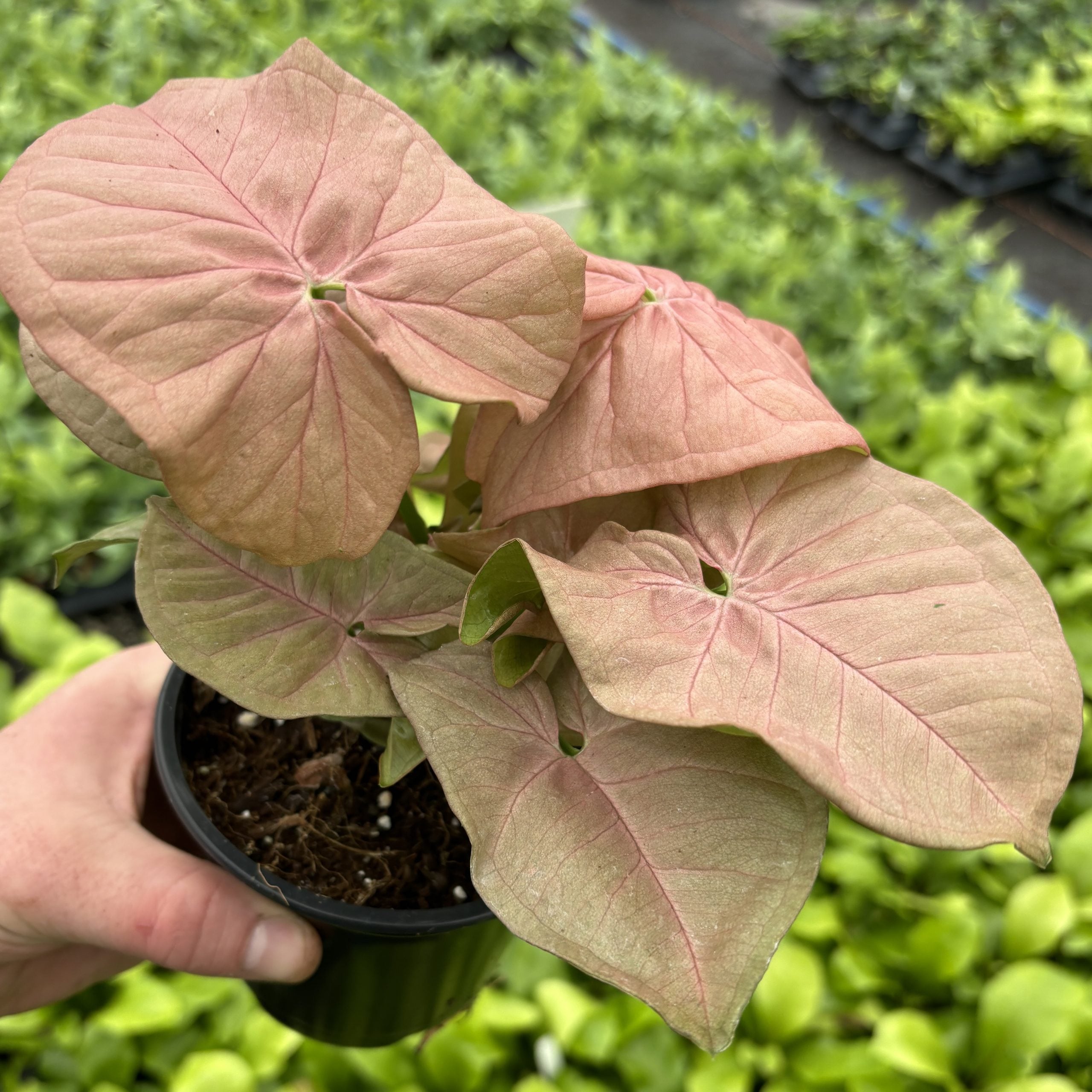 Syngonium 'Neon' - Arrowhead Plant (4.5" Pot) - Image 2