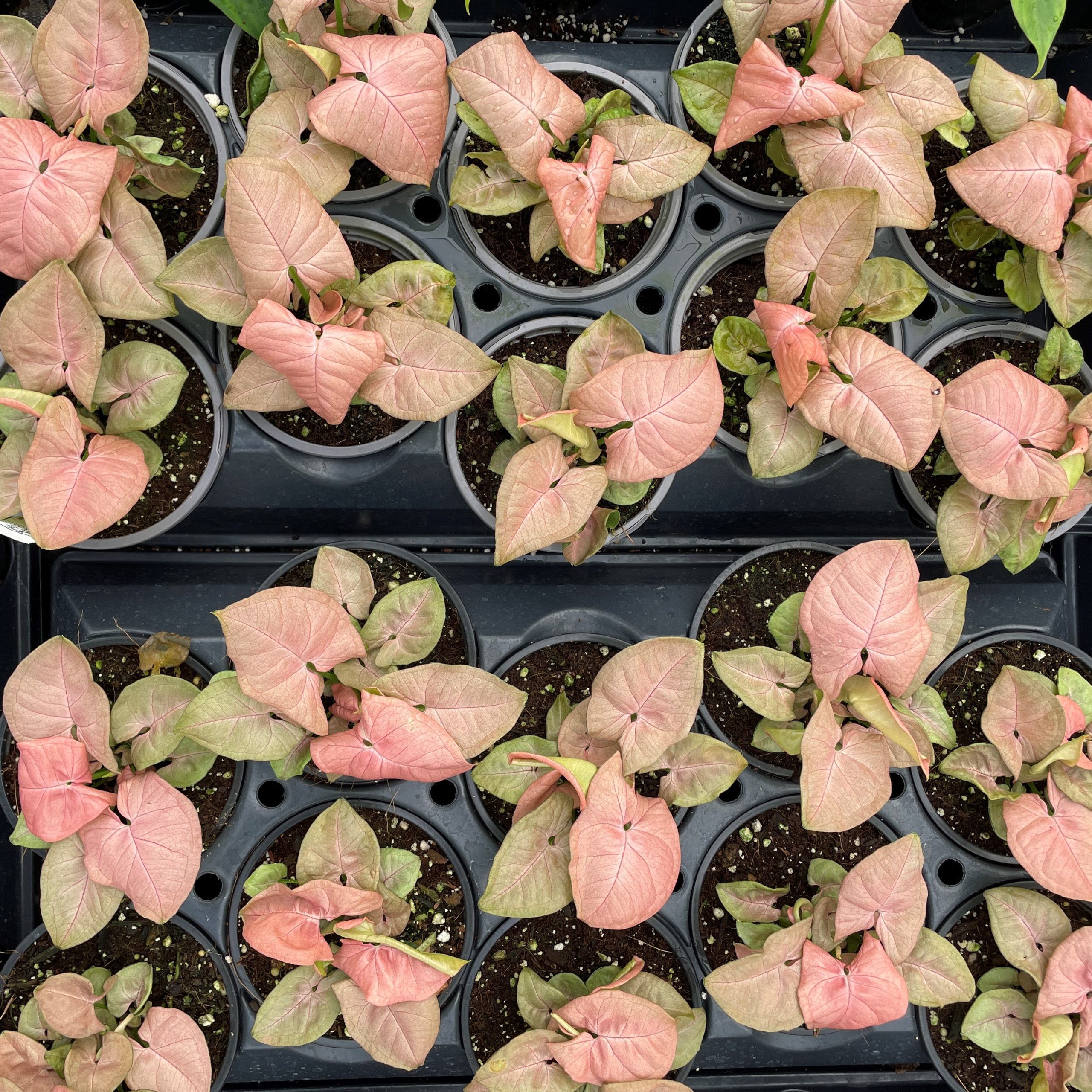Syngonium 'Neon' - Arrowhead Plant (4.5" Pot) - Image 3