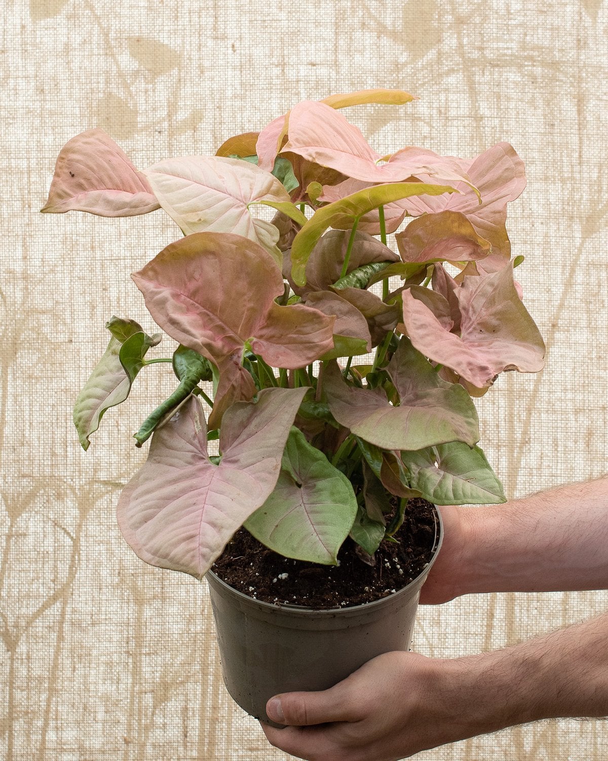 Syngonium 'Neon' - Arrowhead Plant (4.5" Pot) - Image 4