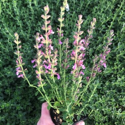 Teucrium chamaedrys - Wall Germander (3.5" Pot)