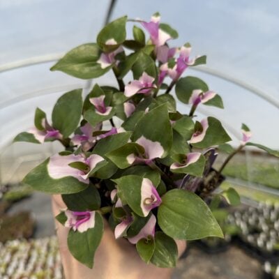 Tradescantia x andersoniana 'Blushing Bride' - Spiderwort (4.5" Pot)