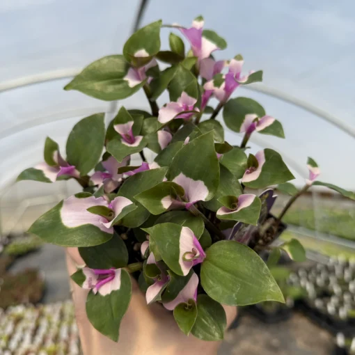 Tradescantia x andersoniana 'Blushing Bride' - Spiderwort (4.5