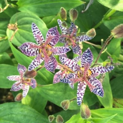 Tricyrtis formosana 'Dark Beauty' - Toad Lily (4.5" Pot)