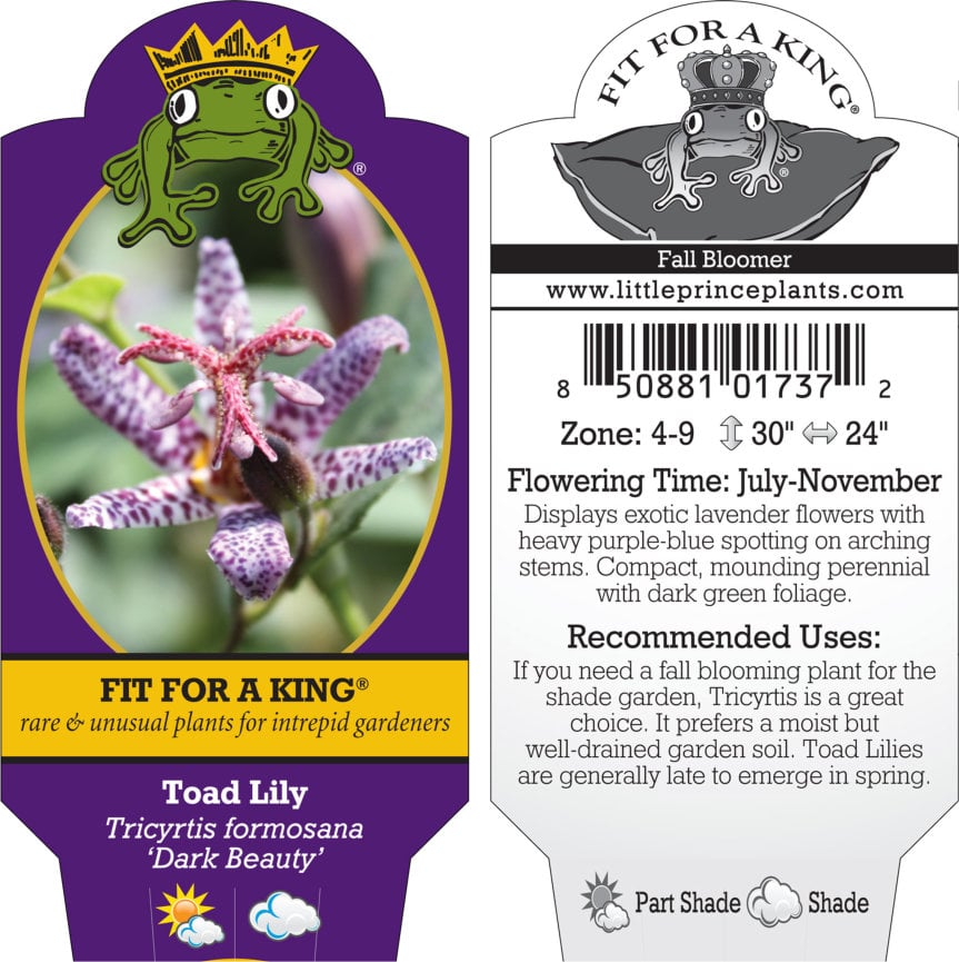 Tricyrtis formosana 'Dark Beauty' - Toad Lily (4.5" Pot) - Image 2