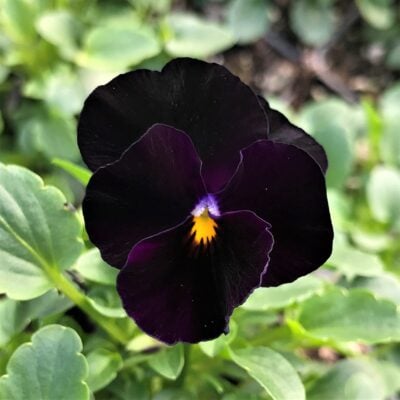 Viola cornuta 'Back to Black' - Horned Violet (4" Pot)