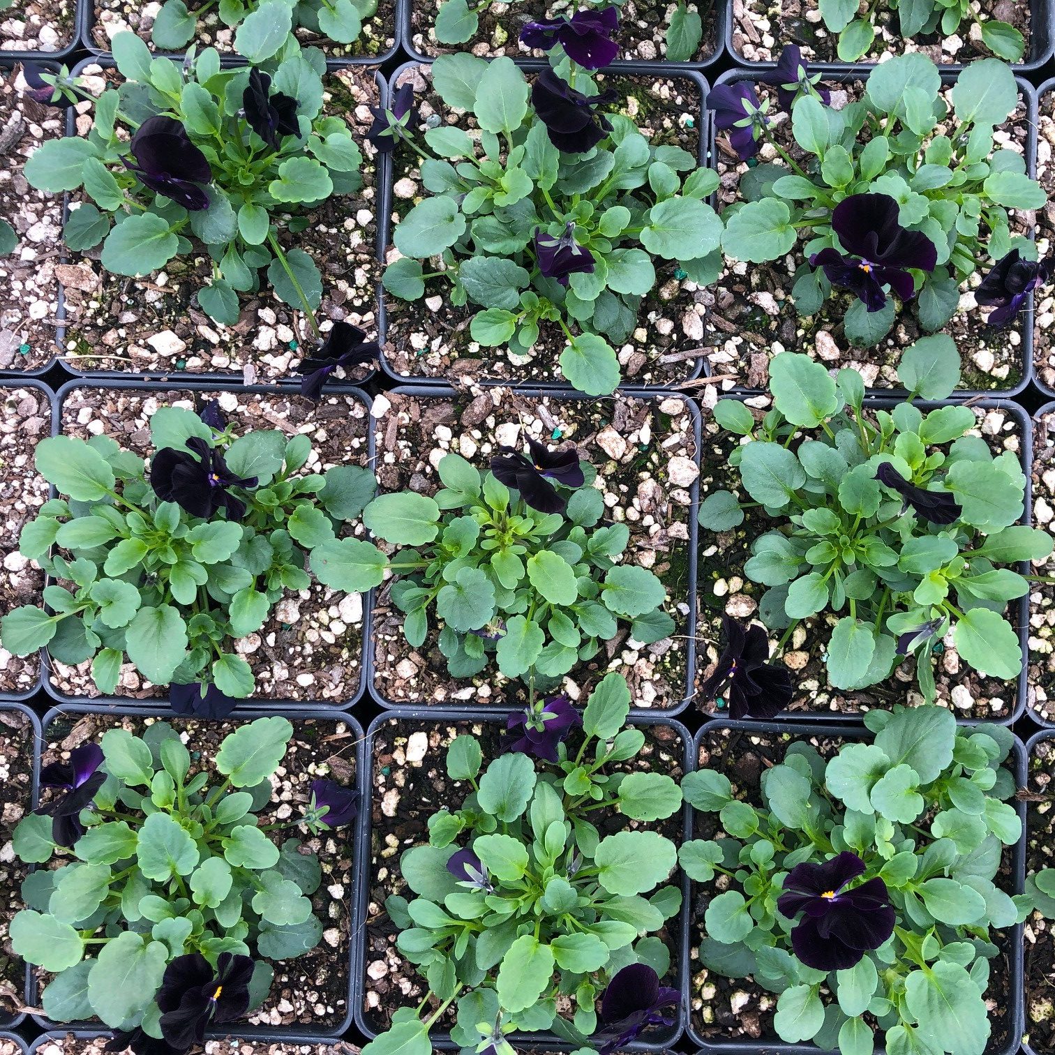 Viola cornuta 'Back to Black' - Horned Violet (4" Pot) - Image 6