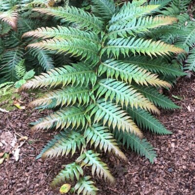 Woodwardia unigemmata - Jeweled Chain Fern (3.5" Pot)