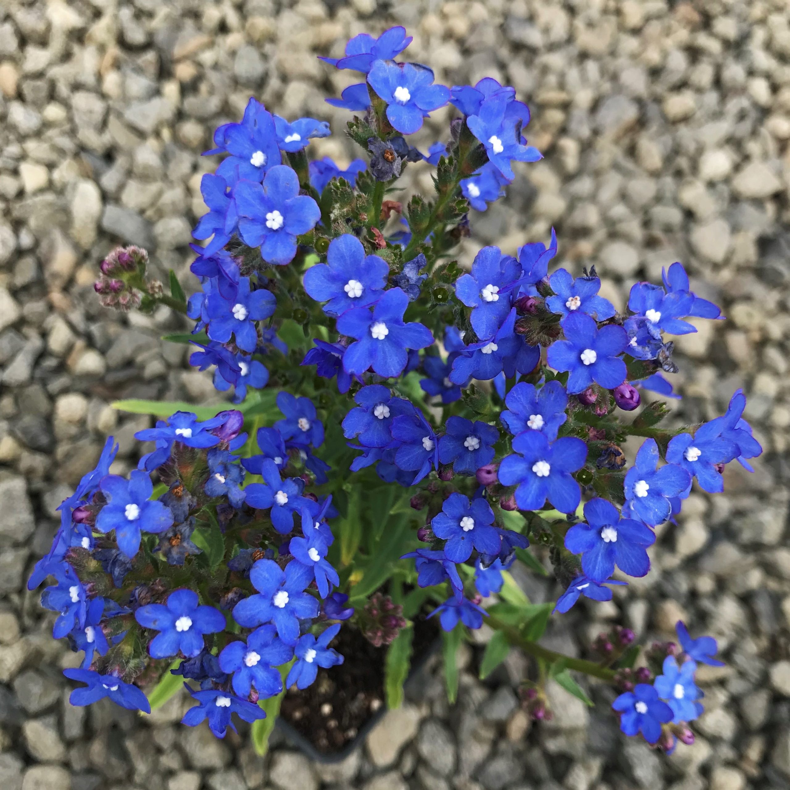 Anchusa capensis 'Blue Angel' - Summer Forget-Me-Not, Bugloss (4" Pot) - Image 3