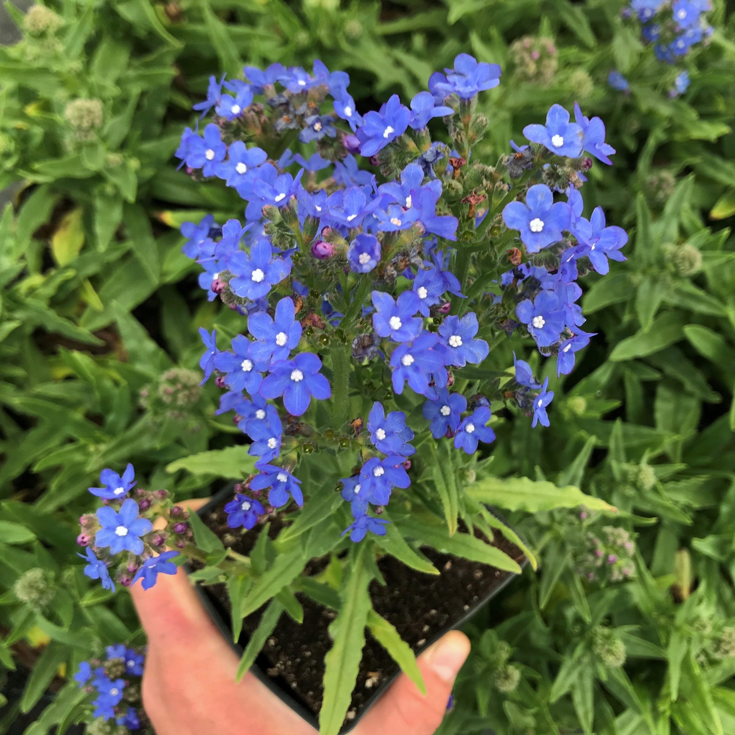 Anchusa capensis 'Blue Angel' - Summer Forget-Me-Not, Bugloss (4" Pot) - Image 4