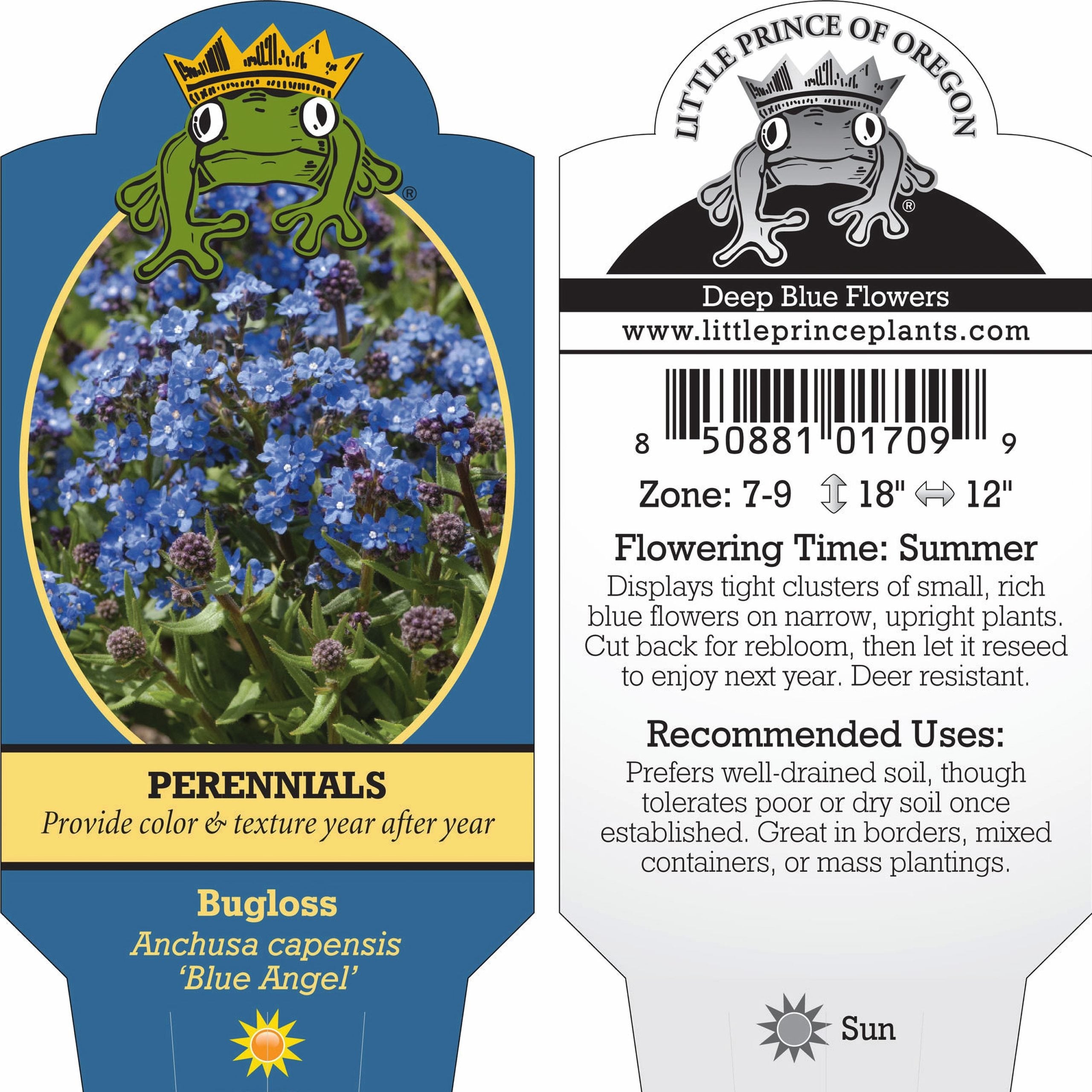 Anchusa capensis 'Blue Angel' - Summer Forget-Me-Not, Bugloss (4" Pot) - Image 5