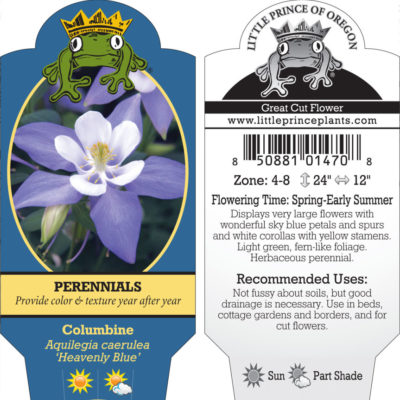 Aquilegia caerulea 'Heavenly Blue' - Columbine (4" Pot)